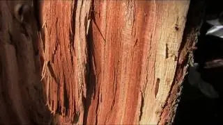 Random Lengths, why is applewood lumber so hard to come by?