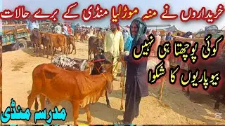 Latest Mudresa Animal Mandi Update | Bad Situation in Mudresa Mandi | 8/25/2025