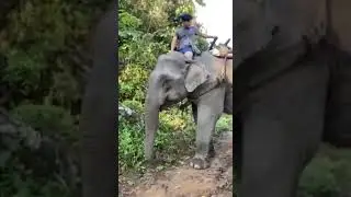 First time ride elephant 😍