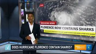 Hurricane Florence Contains Sharks? - Brooks with the Buzz