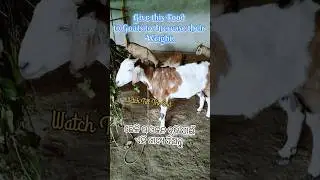 Give this Food to Goats to Increase their Weight | ଛେଳି ର ଓଜନ ବୃଦ୍ଧି ପାଇଁ ଏହି ଖାଦ୍ୟ ଦିଅନ୍ତୁ