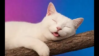 🐾😂 Funny Sleeping Cats & Dogs Compilation – Try Not to Laugh! 🐱🐶