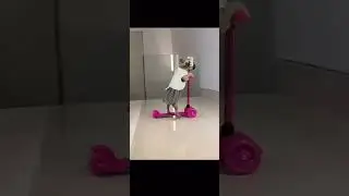 The glamorous dog is getting ready for a date.