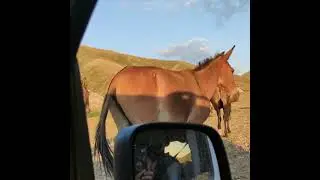 Akdağ Deşte Botan yaylası Seraçor Güllüce