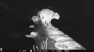 2021 Predator Contest - Russell Gleixner, Pennsylvania