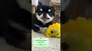 ทำไมถึงไม่ควรดื่มเหล้าขณะขับรถ? #doglife #สุนัขน่ารัก #คลิปตลก #pets