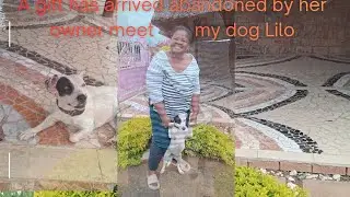 Dog found a new home | beautiful gift | dog lover  | jack Russell | Gather here |  African Youtuber 