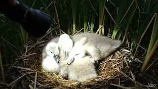 RESCUED! BABY BIRD FOUND ALL ALONE!