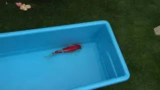 Introducing The New Koi Fish Into The Pond!