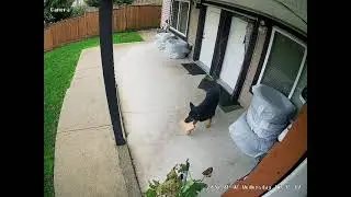 Neighbor's dog stole the food🤣