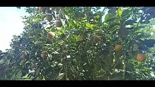 Conhe&ccedil;a meu p&eacute; de laranja amarga