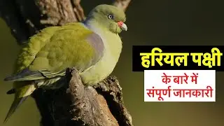 Complete information about the green pigeon in Hindi