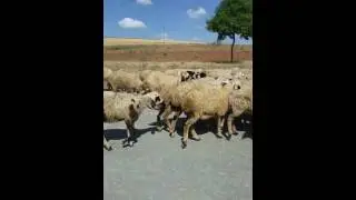 Yazıçayır Köyü :) :)