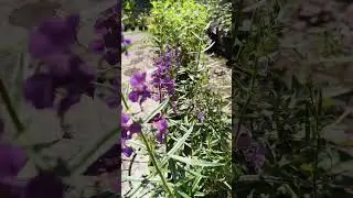 angelonia flowers #shortsvideo #flowers #beauty #gardenplants