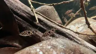Young Leporinus