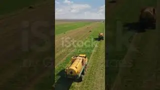Aerial view of pea harvest. Drone shot of two combine harvesters working on green