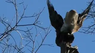 The female Eagle  took off instantly when she saw the male Eagle.