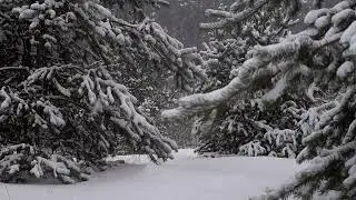 1 Hour Winter Forest Wind Sounds | Snowy Woods Ambience for Sleep & Relax ❄️