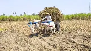 Bullock Cart Ride and Keep singing the Song
