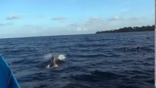 Indonesia Banda Islands Hatta Island Dolphins