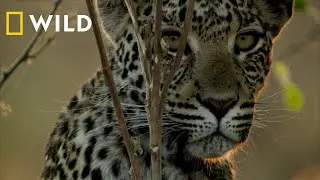 Savage Kingdom | &Nu;έ&omicron;&sigmaf; &Kappa;ύ&kappa;&lambda;&omicron;&sigmaf; Trailer | National Geographic WILD Greece