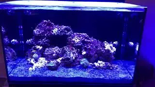 Red Sea Max e260