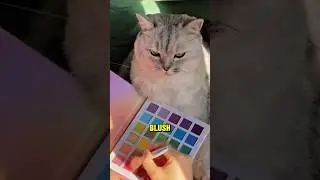 Cat&rsquo;s First Date Glow-Up 😻