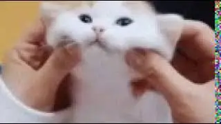 Gata peluda