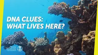 Sequencing the Genome of the Red Sea