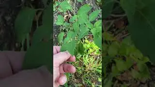 Nightshade Plants: Primitive Survival Skills #shorts #निकर #Nightshade
