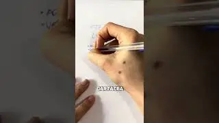 Come fare la SPESA in meno di UN'ORA?