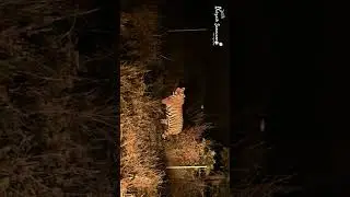 Rukhad Zone Nwe Male Tiger Night Safari  M.P