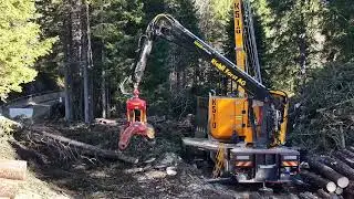 Gebirgsharvester und Kettensägen im Einsatz bei Riebli Forst AG 🇨🇭 🪓🪵