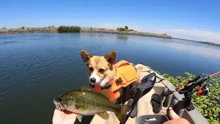 Kayak Fishing The California Delta For Feisty Bass (Corgi Gone Fishing 🐶)