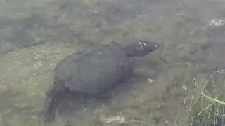 Turtles in the Wild In Canada 🇨🇦 🐢 🐢