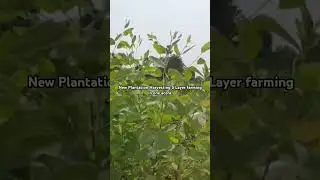 5-Layer farming in one acera. without removing weed grass