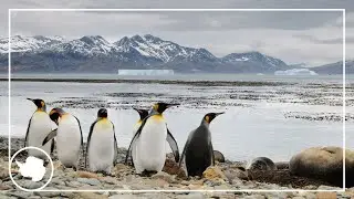 Penguins test positive for avian flu on South Georgia - explained |  British Antarctic Survey