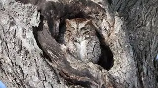 Petit-duc macul&eacute; - Eastern screech-owl - Megascops asio