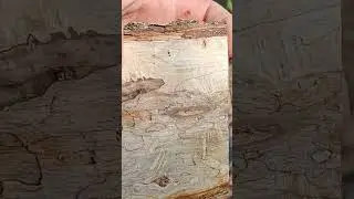 Amazing Spalting In Live Oak Wood