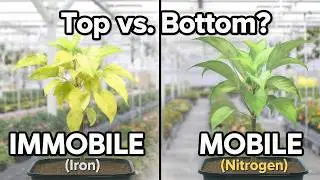Top vs. Bottom Yellowing: The 