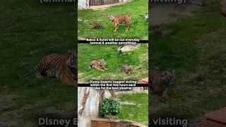 Baby Tiger BORN at Walt Disney World 🐅
