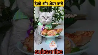 Does Anyone Especially Love Seafood?&nbsp;😺#catsofyoutube&nbsp;#ytshorts #vairalvideo &nbsp;#Shorts #dewdropsvlogs