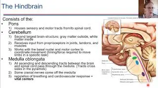 The Midbrain and Hindbrain