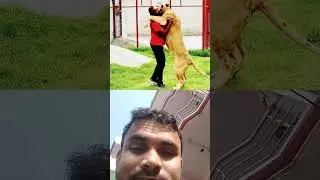 Nitish Kumar official lion and tiger full masti