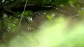 Green Cochoa