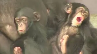 チンパンジー 双子の赤ちゃん101  Chimpanzee twin baby
