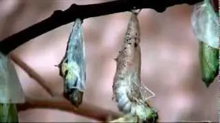 Cabbage White butterfly emerging from its cocoon
