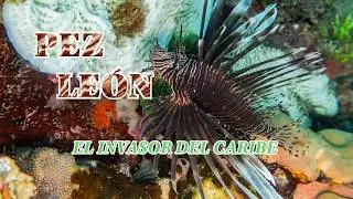 Pez León  I El Invasor del Caribe l