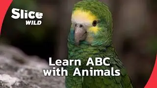 ABC Animals for Kids Fun Alphabet Song | SLICE WILD | FULL DOC