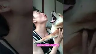 Funny dog howls with the master. #trending #dog #shibainu 🐕🐶🐕